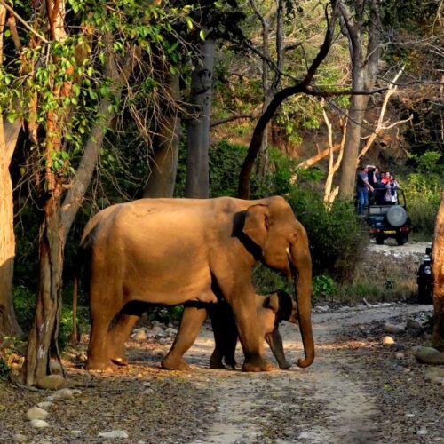 GPTI- Corbett01-2 Nights/3 Days